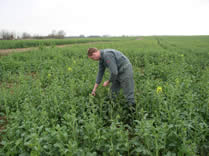 Oilseed Rape